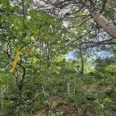 강원도민일보 오지속의 명산 양양 만월산(滿月山, 628.1m) 산행 #2 이미지