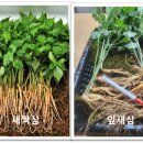 농업법인(유)지리산잎새삼 이미지