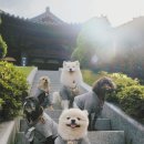 스테이 동물병원 이미지