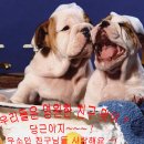 대어 이미지