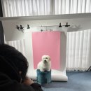 강아지 프로필 사진 촬영 후기!♡ 광교 스튜디오엽 추천(주차, 금액 외)