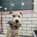 로미 펫 살롱 이미지