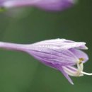 보떼아트