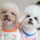 멍구샵