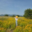 서면愛굴다리벤치길- | 구미 가볼만한 곳 금계국 강정습지 노란 꽃