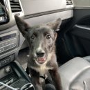 도시 강아지 이미지