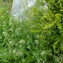 불광천6 이미지