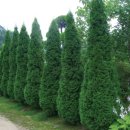 에메랄드그린 이미지