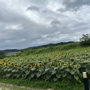 해바라기힐링