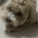 퍼피츄 | [내돈내산] 국내산 칠면조 힘줄 터키츄 프레즐