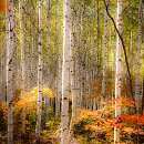 자작나무 이미지