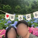 예쁜꽃이쁜나무 | 용인 가볼 만한 곳 | 용인자작나무숲 수국축제 수국 현황 입장료 주차 후기