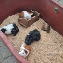 원주곤충마을박물관 이미지