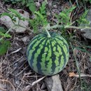 해뜨는풍경 이미지