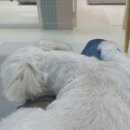 위드미펫살롱 이미지