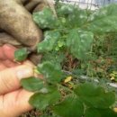 연옥농장 이미지