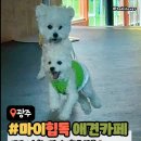 어울림카클리닉 | [광주애견카페] '마이힙독' 내돈내산 후기! 천연잔디 광주애견운동장 신나게 뛰어논 감자의 하루🎈