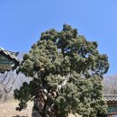 지경터 | 마흔한 번째 : 조계산(884m) - 전남 순천