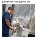 마메드러 이미지
