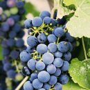 갈기산농장 이미지