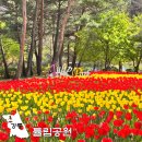 당진1지구 이팝나무 | 강원도 강릉 여행지 튤립공원 4월 가볼만한곳 추천