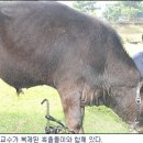 제주흑우주식회사 이미지