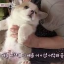 하프밀