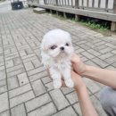 두 마리 식구를 분양받은 광주강아지분양 펫블리 애견 샵 후기!