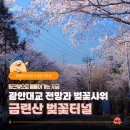 해평청소년수련원자판기 | 부산 금련산 벚꽃 포토존 top5 (2026.4.2.금요일)