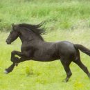 무수목장 이미지