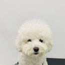 펫밀리샵 이미지