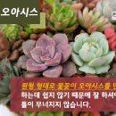 꽃꽂이(야) 이미지