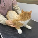 쥬디캣(Judy Cat) 이미지