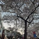 제주 전농로 왕벚꽃 거리에서 우연히 발견한 북 카페 후기!(무료 운영)