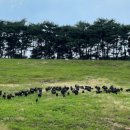 칠갑산관광농원민박 | 극한직업 청양 흑염소 코스요리 밥 주는 민박집