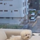 막스 - 성동구 아차산로7길 21 | 펫막스 피카고 토글 내돈내산 구매후기