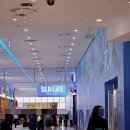 공주깃털 | 코엑스아쿠아리움 씨라이프 연간회원권 관람후기 (인어공주공연,먹이주기시간표)