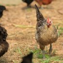 이윤축산 이미지