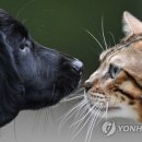 CAT 이미지