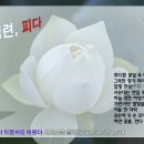 최영옥 /백련, 피다 이미지