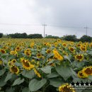멘도롱