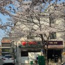 서울우유옥구대리점 | 실시간 희우정로 망원동 벚꽃 현황 위치부터 주차 길 찾는 꿀팁 사람 적은 시간