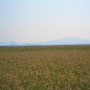 순천만 갈대밭 이미지