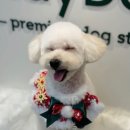 플레이도그 이미지