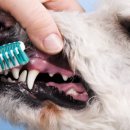 기장i동물의료센터 이미지