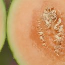 하수오 기러기 농장 이미지