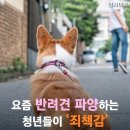 요즘 반려견 파양하는 청년들이 '죄책감' 안느끼려고 쓰는 방법 이미지