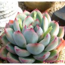 모란농장 이미지