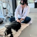 동물병원 여기로 이미지