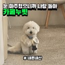 4460 | 여유로운 카페라서 좋아했다가 강아지한테 정신 놓고 온 후기 || 카페누빗